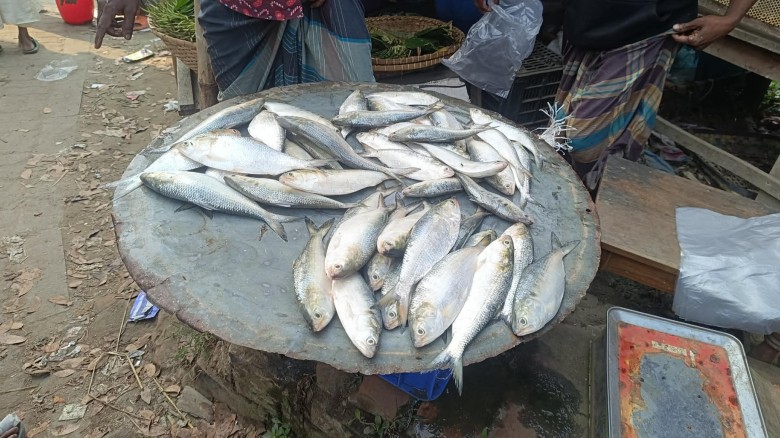 মতলব উত্তরে নিষেধাজ্ঞা অমান্য করে জাটকা বিক্রি